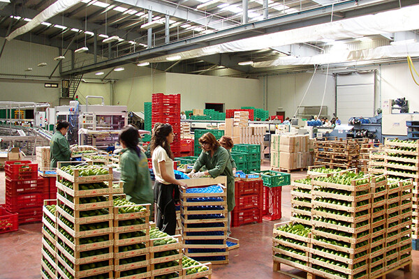Sortierung von Obst und Gemüse durch Mitarbeiter